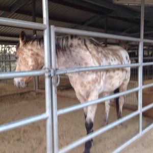 Meet your Posher, Wang